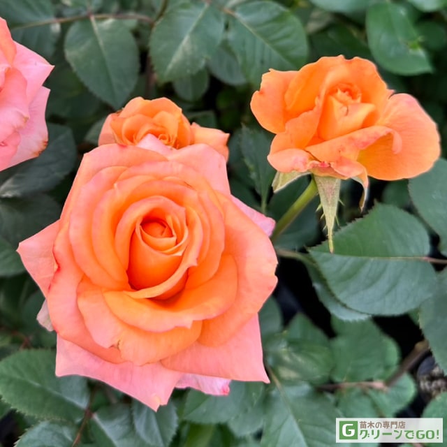 楽天市場】◇OUTLET ROSE◇ [楽天市場限定販売]バラ苗 【パレオ90 (HT