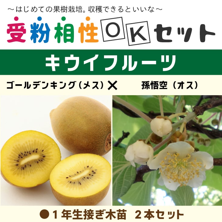 楽天市場】キウイ 苗木 【キウイ2品種 受粉相性OKセット ゴールデン