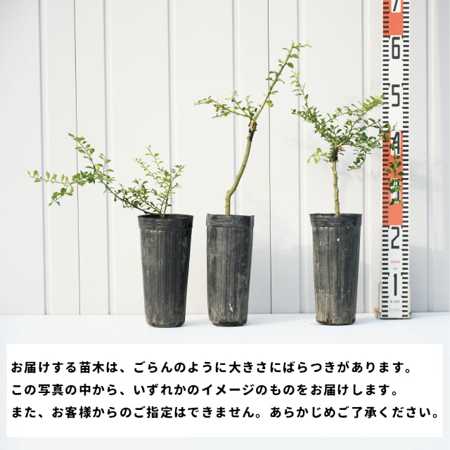 楽天市場】◇送料無料◇ フィンガー ライム 苗 【フィンガーライム