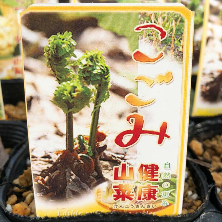 楽天市場】コゴミ 苗 【山菜 こごみ】 4号ポット苗 屈 クサソテツ 苗木