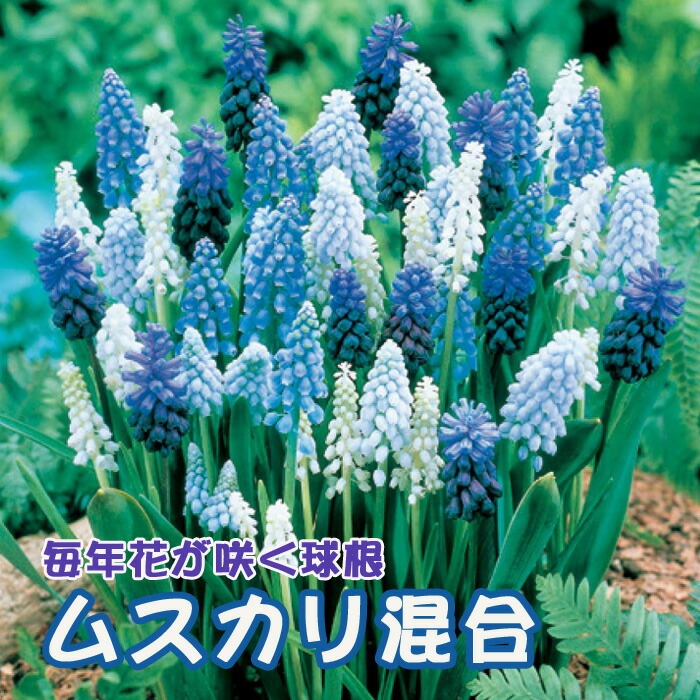 楽天市場】ムスカリ ミックスの通販