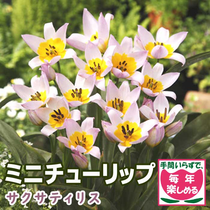 楽天市場】原種 ミニ チューリップ 球根 サクサティリス 7球 植えっ