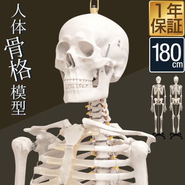 楽天市場】人体模型 骨格模型 骨 等身大 身長約166cm 展示スタンド付き