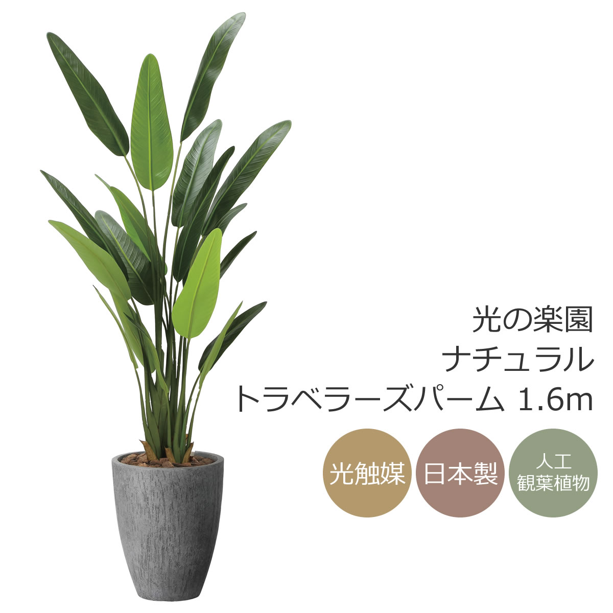 楽天市場】光触媒 光の楽園 ナチュラルトラベラーズパーム1.6