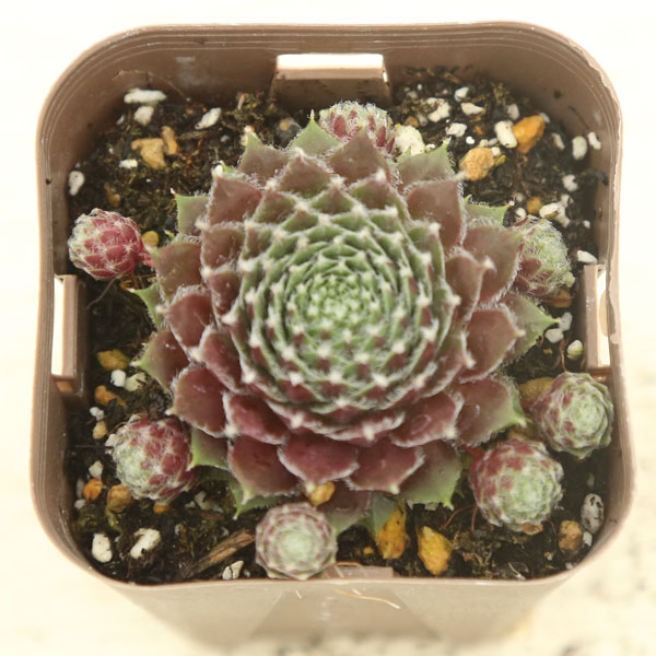 楽天市場】【当店農場生産】多肉植物 センペルビウム チェリーフロスト