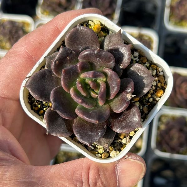 楽天市場】【当店農場生産】○多肉植物 エケベリア ブラックマディバ