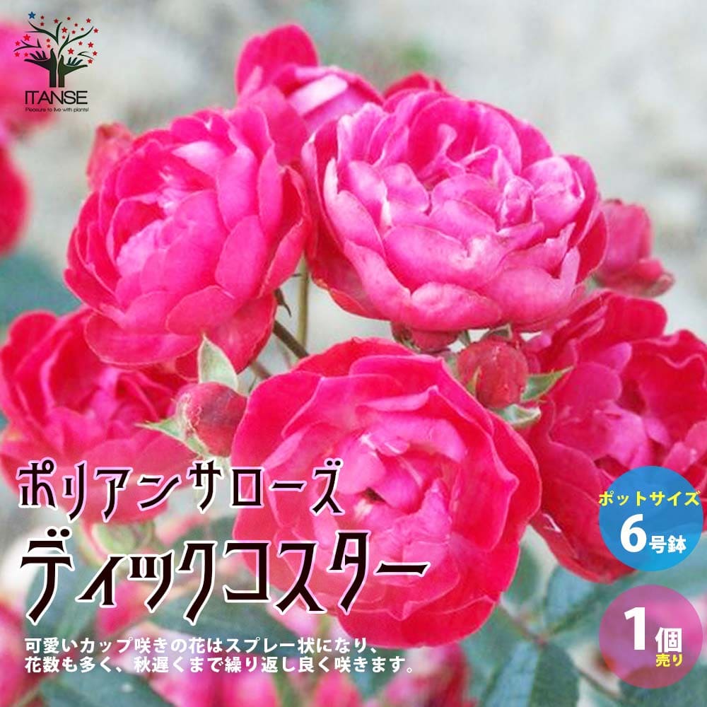 切り花 苗 バラ」の人気商品一覧 | 安い商品を通販サイトから探す