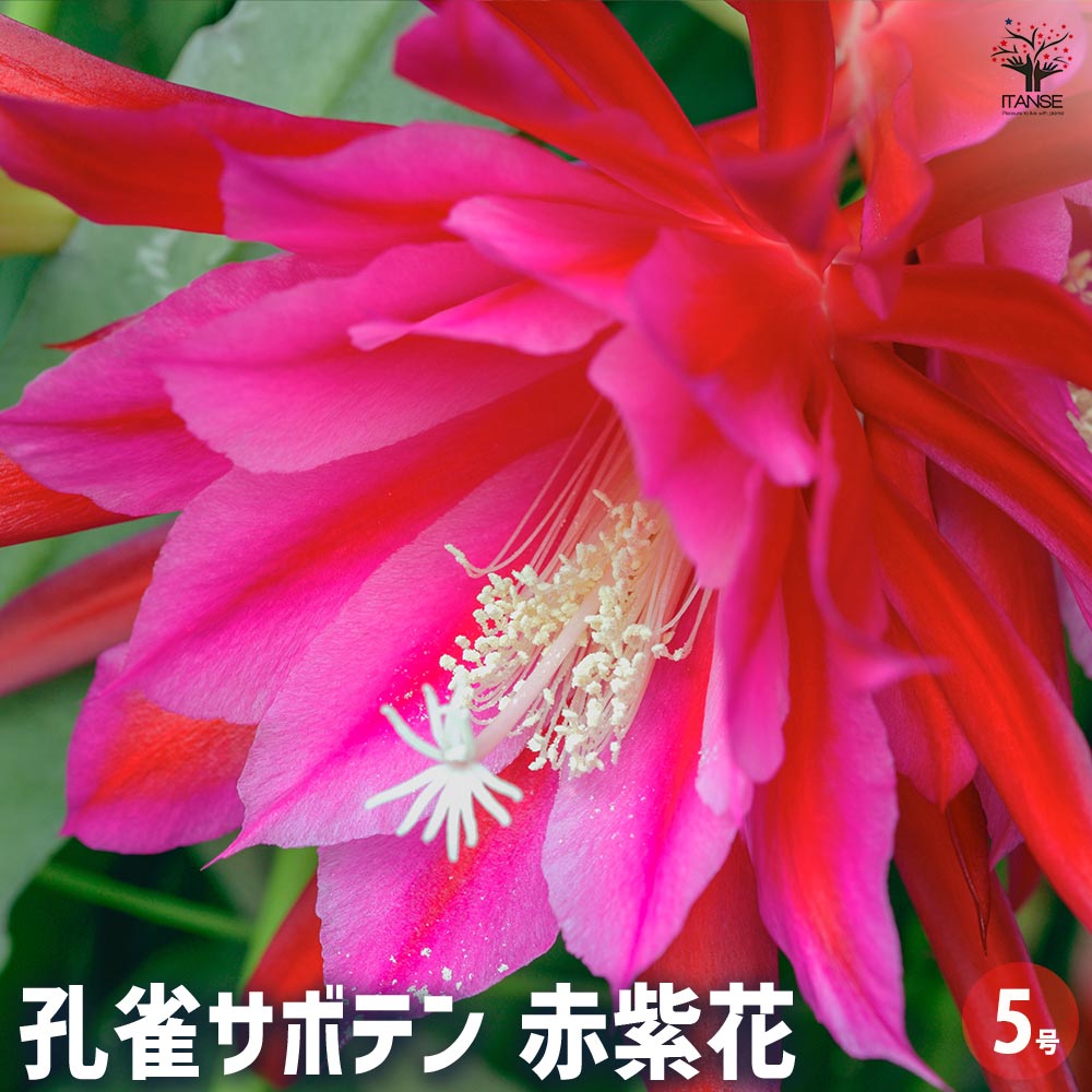 楽天市場】孔雀サボテンの通販