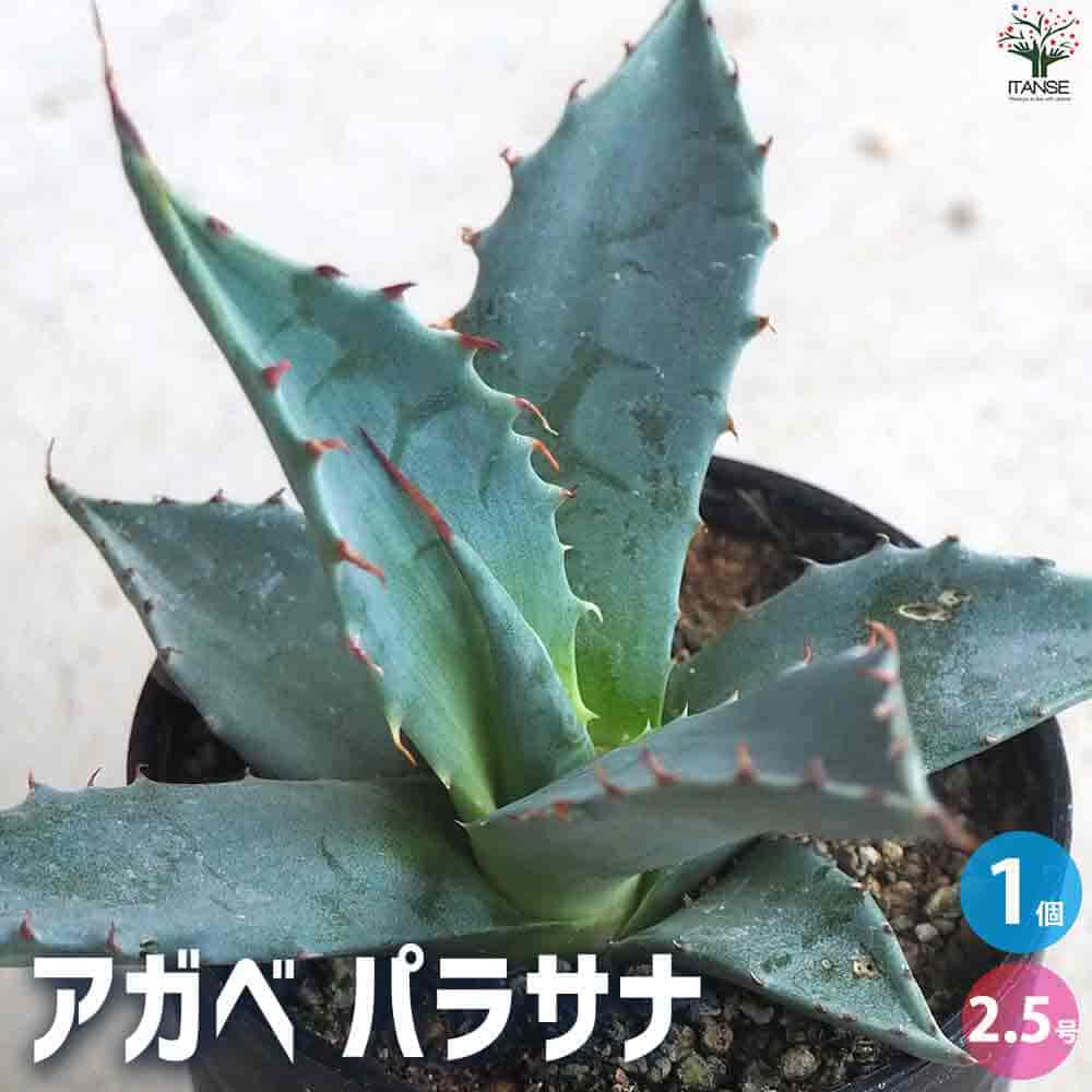 楽天市場】【マラソン☆ポイント5倍】アガベ パラサナ 多肉植物 2.5号