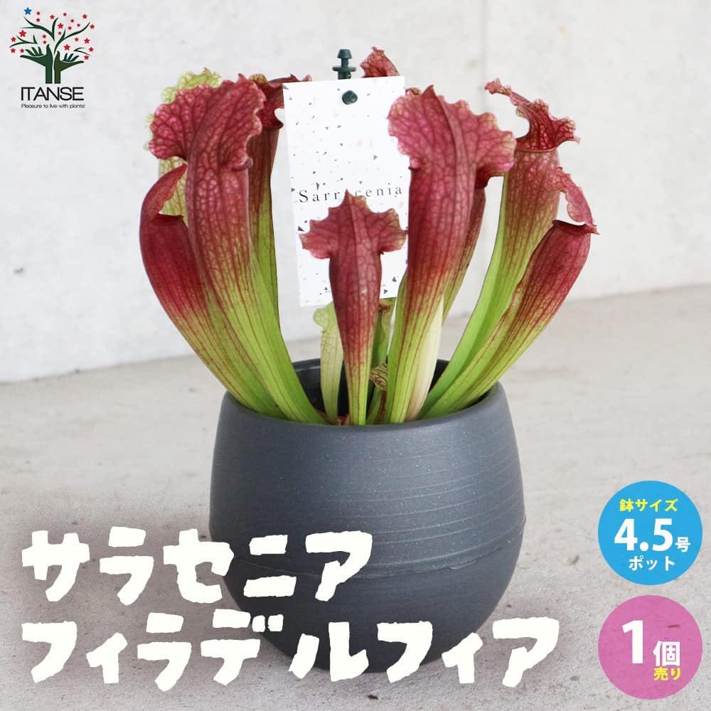 楽天市場】【送料無料】サラセニア フィラデルフィア 観葉植物 食虫