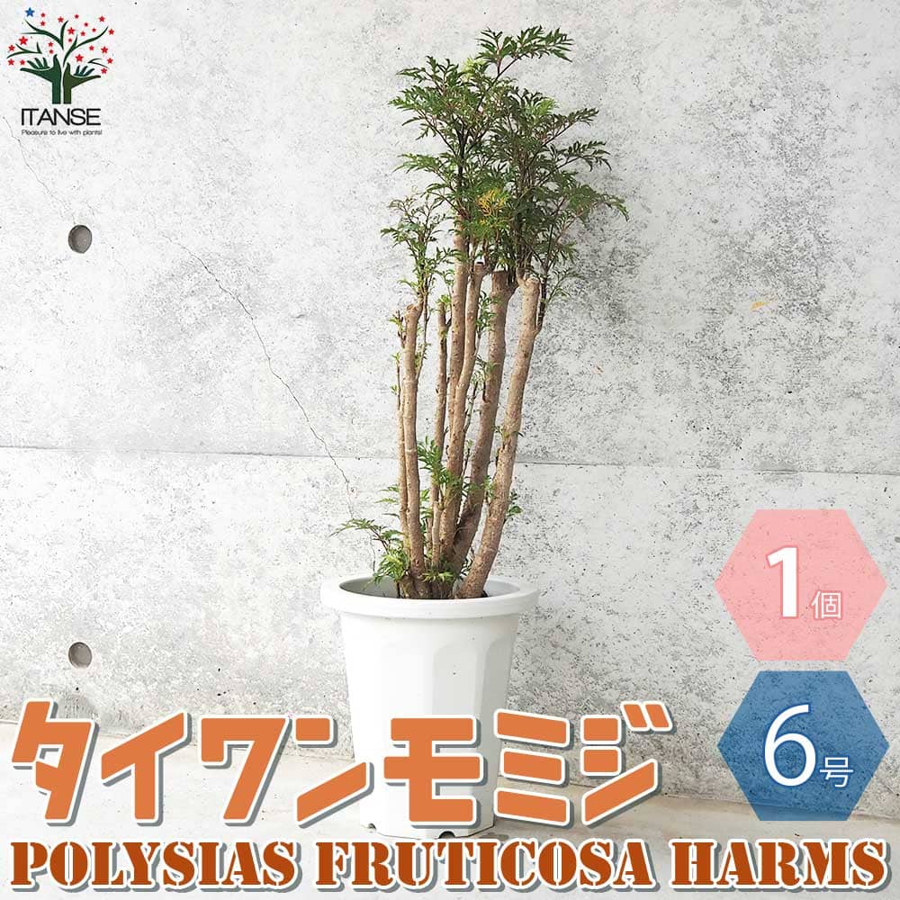 楽天市場】【マラソン☆ポイント5倍】タイワンモミジ 観葉植物 6号鉢 1
