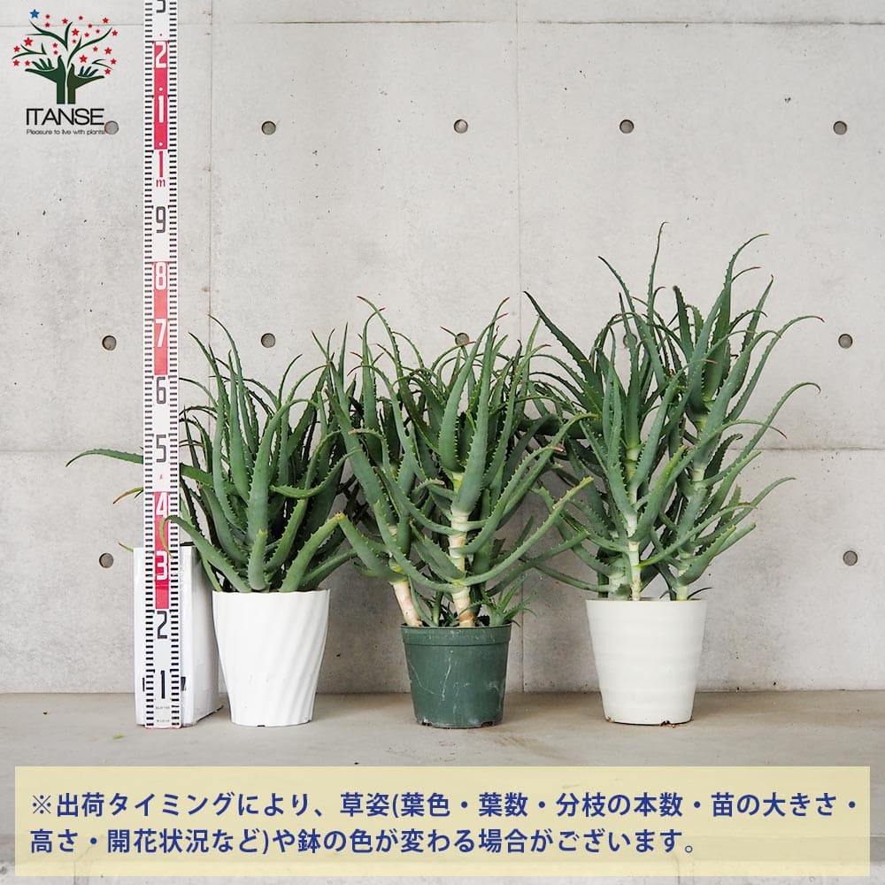 楽天市場】【マラソン☆ポイント5倍】木立アロエ 多肉植物 7号鉢大苗