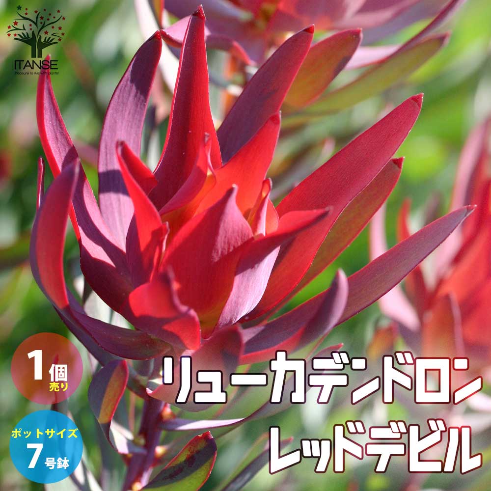 楽天市場】【送料無料】リューカデンドロン レッドデビル 庭木 花木苗