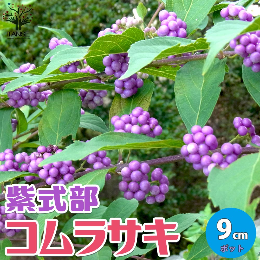 楽天市場】【マラソン☆ポイント5倍】コムラサキ ムラサキシキブ