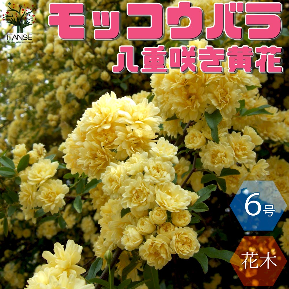 楽天市場】【マラソン☆ポイント5倍】八重咲き黄花 モッコウバラ 庭木