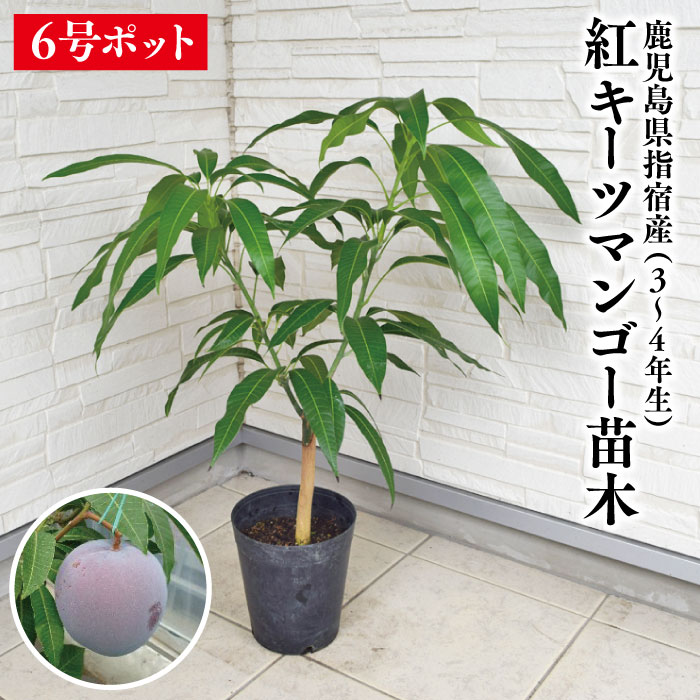 楽天市場】【鹿児島県 指宿産 紅キーツマンゴー 苗木1本 3〜4年生 6号