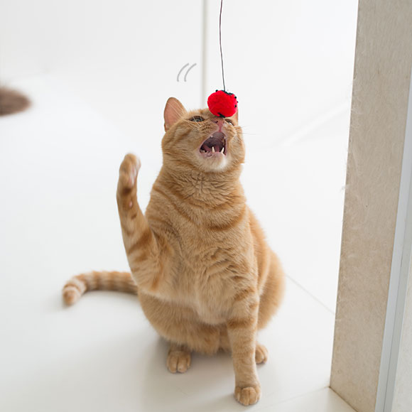 楽天市場】【 猫 おもちゃ 】iCat FLYING CAT 釣りざお猫じゃらし