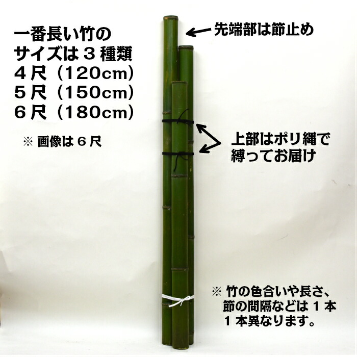 楽天市場】お問い合わせ専用 門松用の竹 真竹 6尺(180cm) 寸胴・節止め