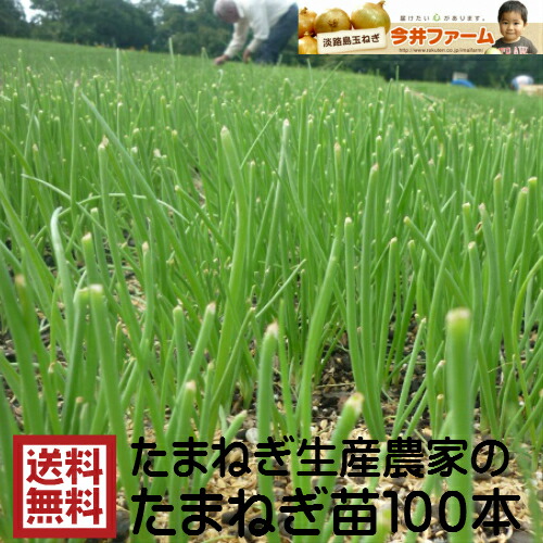 楽天市場】【予約商品】淡路島産たまねぎ苗早生品種レクスタ