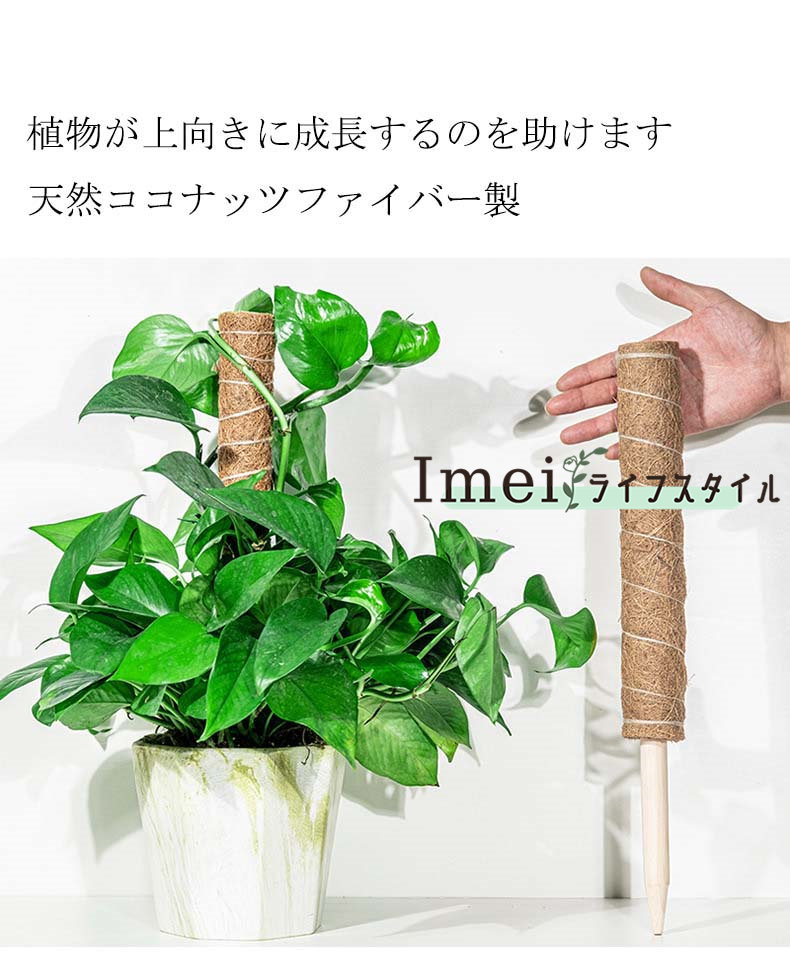 楽天市場】モンステラ 支柱 ココスティック 観葉植物 支柱 園芸支柱