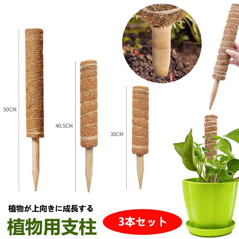 楽天市場】モンステラ 支柱 ココスティック 観葉植物 支柱 園芸支柱