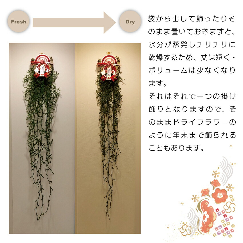 楽天市場】【予約販売 12月初旬より発送】フレッシュ！ ヒカゲノカズラ