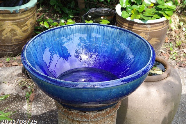 楽天市場】【あす楽対応】信楽焼 睡蓮鉢 陶器 大型 青ガラス浅型水鉢