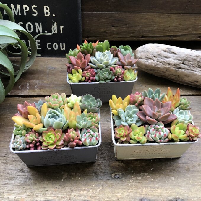 楽天市場】【ブリキ鉢の多肉寄せ植え】☆｜多肉植物 可愛い もりもり