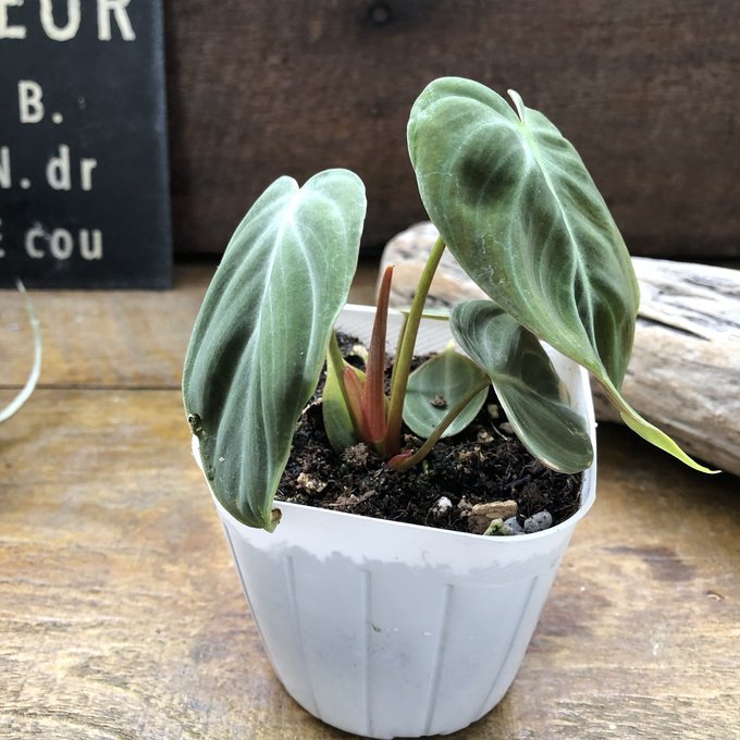 希少植物】 フィロデンドロン イルセマニー ミント バリエガタ 希少