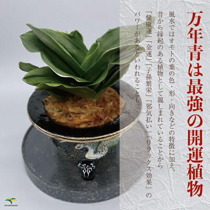 楽天市場】◇福雀（おまかせ苗）◇ 万年青 引っ越し万年青 獅子万年青