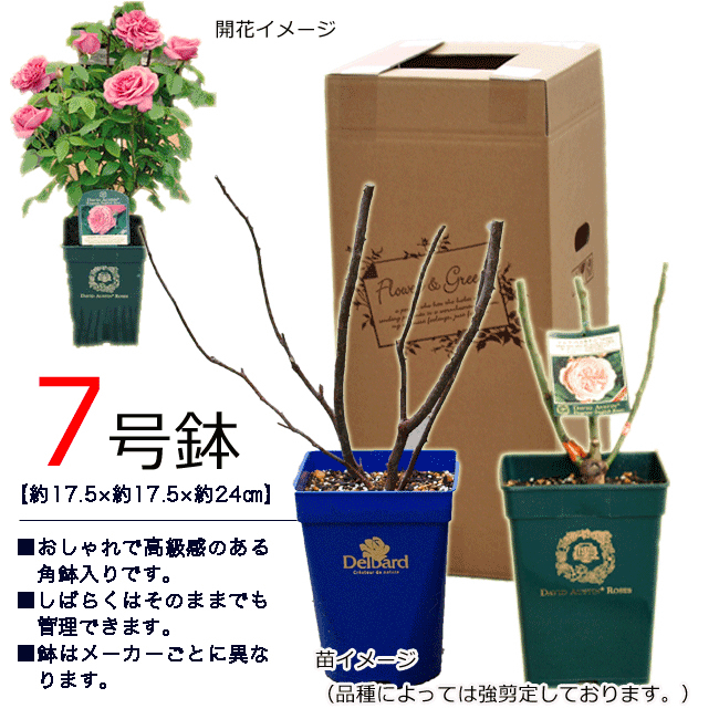 楽天市場】予約バラ苗 ロサオリエンティス パルミラ 大苗 7号鉢 薔薇苗