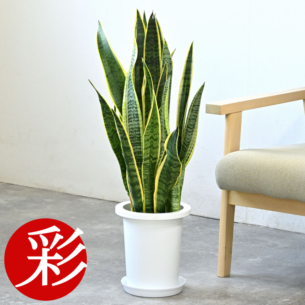 楽天市場】観葉植物 サンスベリア・ローレンティー 7号鉢 鉢カバー