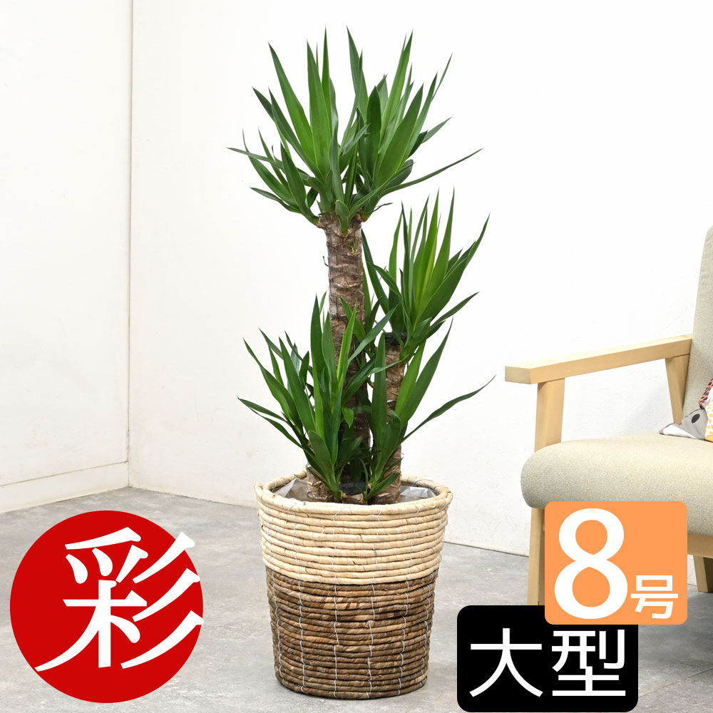 楽天市場】観葉植物 ユッカ・エレファンティペス 8号鉢 選べる鉢カバー