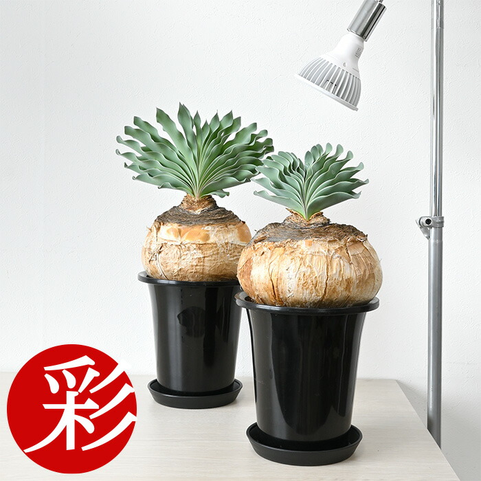 楽天市場】観葉植物 本物 現品 希少 ブーファン・ハエマンソイデス