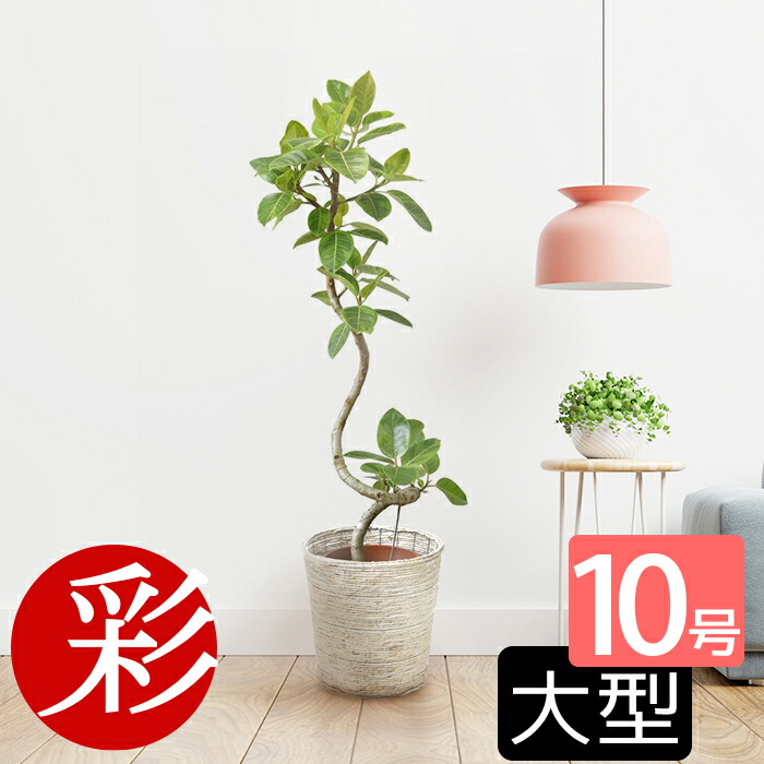 楽天市場】【23日まで最大7%引クーポン配布中】観葉植物 フィカス