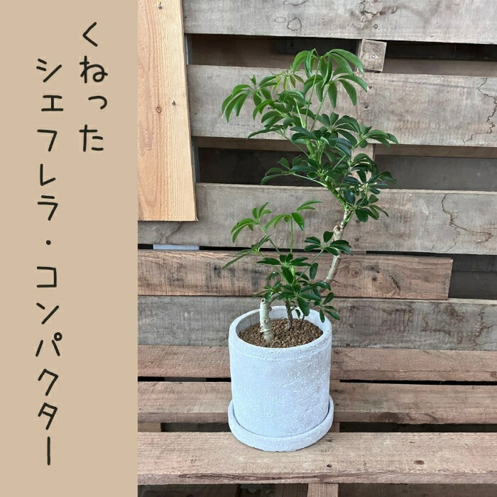 楽天市場】【23日まで最大7%引クーポン配布中】観葉植物 【現品
