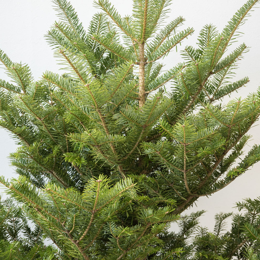 楽天市場】もみの木 鉢植え 120cm〜 10号鉢 本物 志向の クリスマス