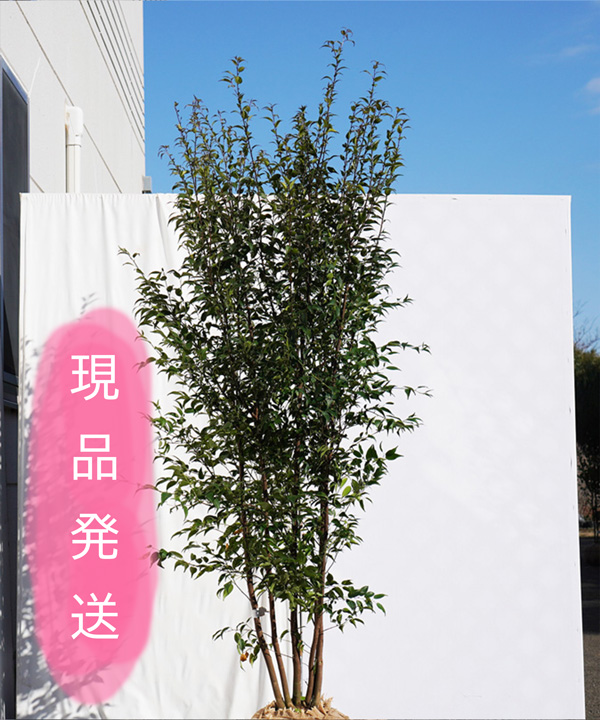楽天市場】【現品発送】【山採り天然木】樹形と幹肌、花、実を楽しめる