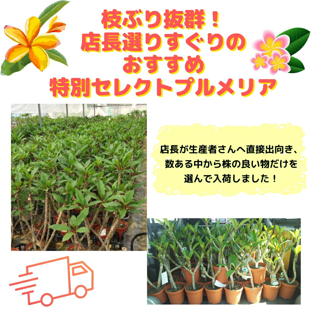楽天市場】＼安心の越冬株／ 特別セレクト プルメリア J105 6号鉢大株