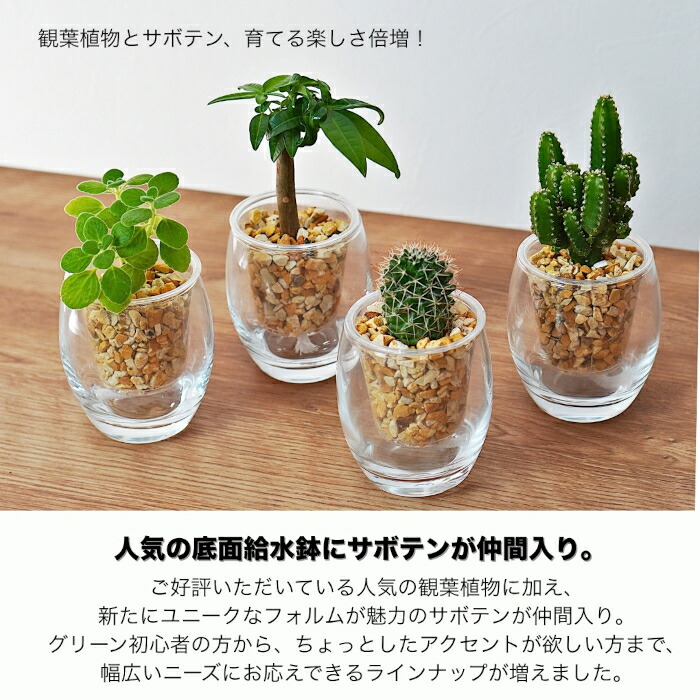 楽天市場】サボテン 【セレウス ウチワサボテン ハクリュウマル