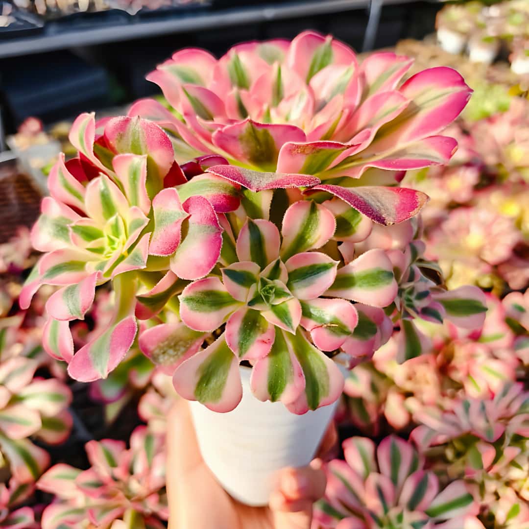 楽天市場】農園直売 多肉植物 寄せ植え アエオニウム ピンクウィッチ