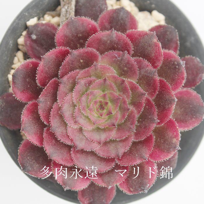 楽天市場】マリド錦 カット苗 アエオニウム Mサイズ 5.5cmポット 多肉