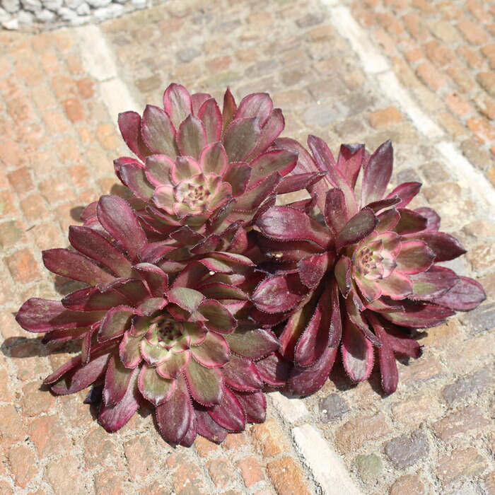 楽天市場】水墨画 カット苗 アエオニウム 5.5cmポット 多肉植物