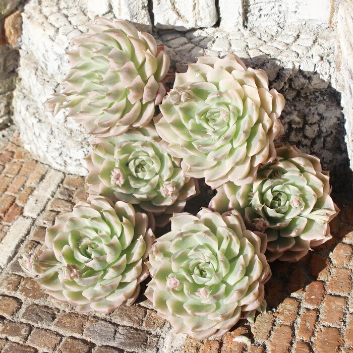 楽天市場】グラプトベリア マーガレットレッピン錦 観葉植物 多肉植物