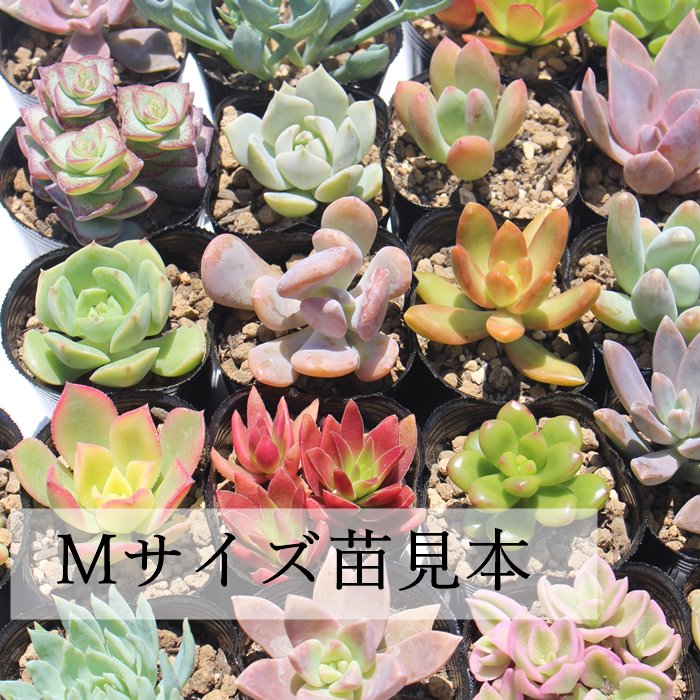 楽天市場】多肉植物 Mサイズ苗名前付き30個セット 多肉植物根付苗