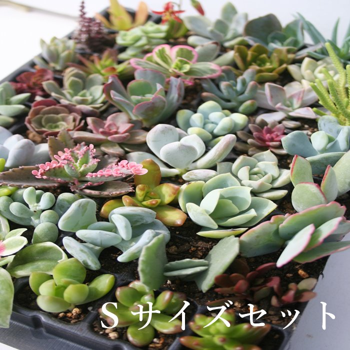 楽天市場】多肉植物 Sサイズ苗 名前付き 30個セット 寄せ植え用苗