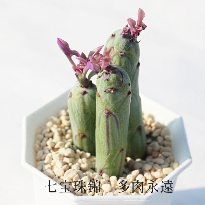楽天市場】七宝樹錦 セネシオ 多肉植物 Senecio Articulatus variegata