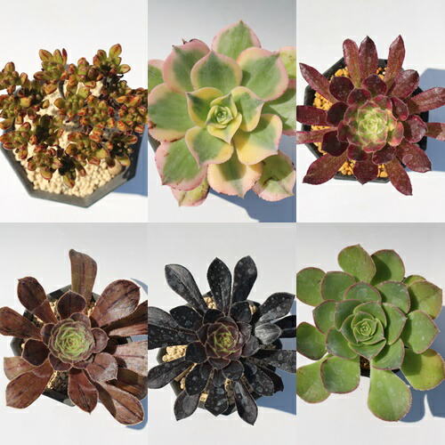 楽天市場】多肉植物 アエオニウム アイクリソン セット6種 セット 紅葉