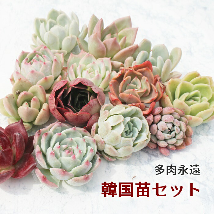 楽天市場】多肉植物 エケベリア韓国苗 おまかせ10種類セット 送料無料