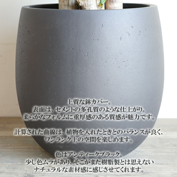 楽天市場】観葉植物 大型 ウンベラータ 10号 法人様送料無料 バルーン
